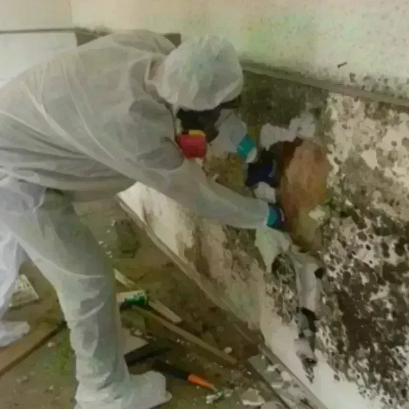 Mold Remediation and Removal in Lindon, UT